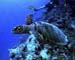 Turtle in the Maldives copy