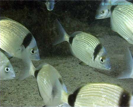Malta2006(47)