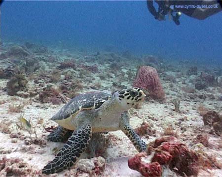 Tortuga1 copy