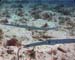 Tortuga6 copy