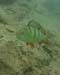 Perch1