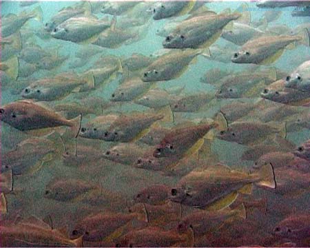 Cod