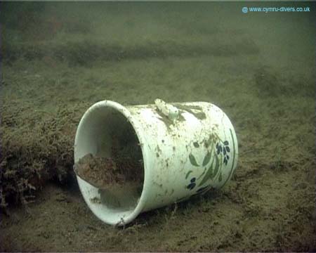 Goby in Cup2