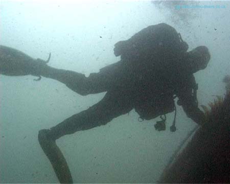 Scylla1