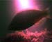 Fish in Light