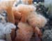 Plumrose3