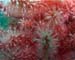 RedFingers