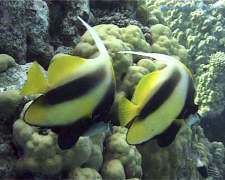 Angel Fish01