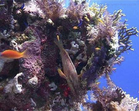 Coral & Fish