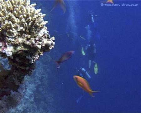 Coral & divers