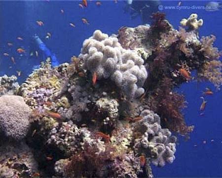 Coral05