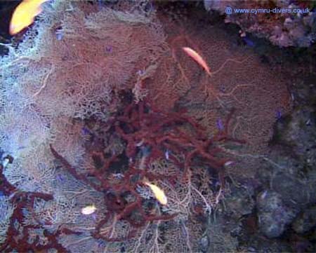 Coral08