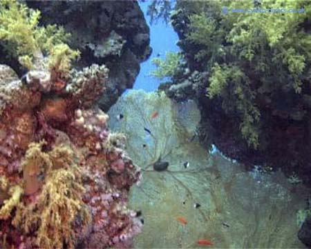 Coral14