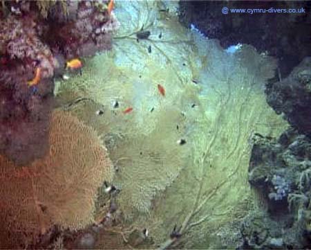 Coral15