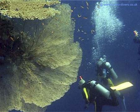 Fan & Divers