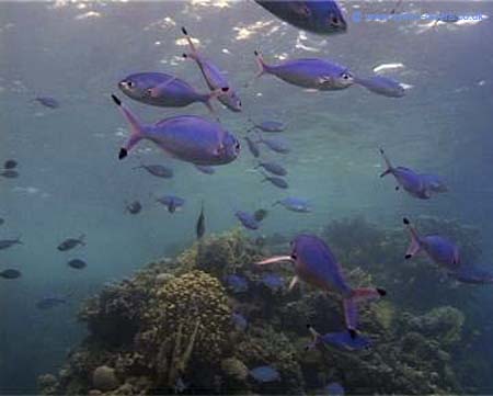 Fish03