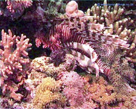 Lion Fish02