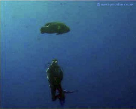 Nepoleon Wrasse
