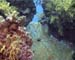 Coral14