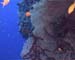 Coral17