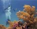 Divers & Coral