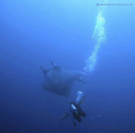 Manta4