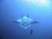 Manta3