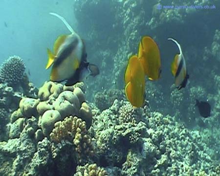 Angels & Banner Fish Red Sea 02