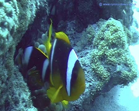 Clown Fish Red Seav 02