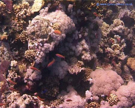 Coral1