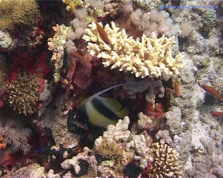 Coral2