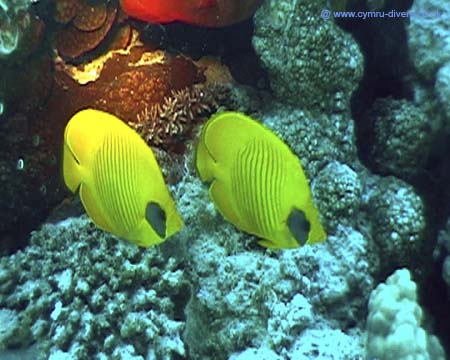 banner fish Red sea 02