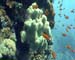 Coral Red Sea 02