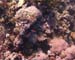 Coral1
