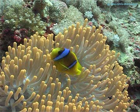 Clown Fish - Daedulus copy