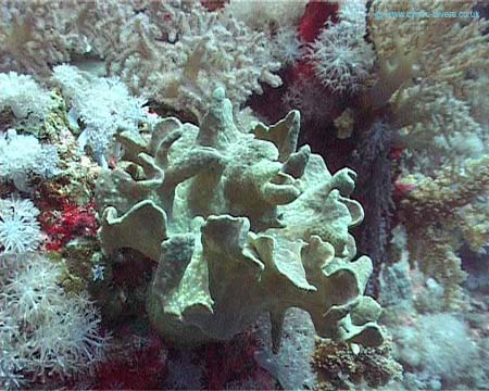 Coral - Daedulus copy
