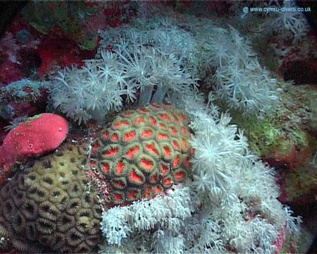Coral3 - Daedulus copy