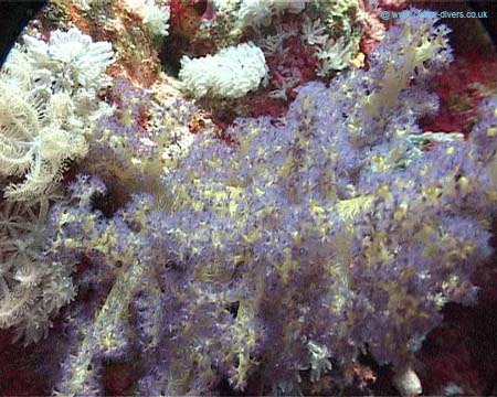 Coral4 - Daedulus copy