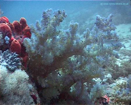 Coral5 - Daedulus copy