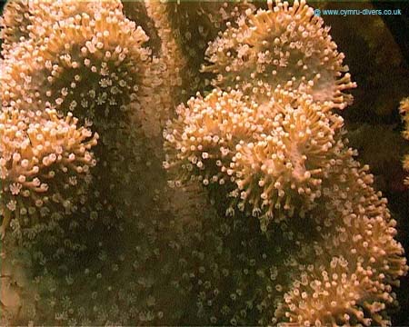 Coral6 - Daedulus copy