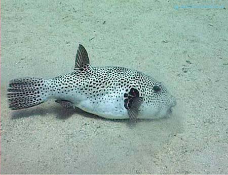 First Dive - Puffer Fish copy
