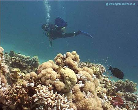 First Dive copy