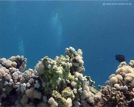 First Dive2 copy