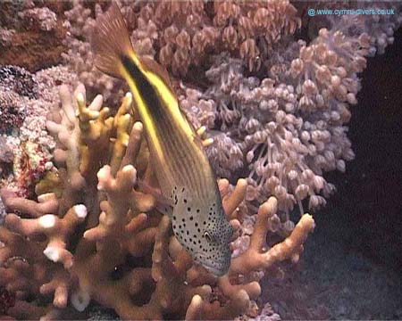 Fish - Daedulus copy