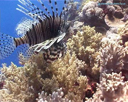 Lionfish copy