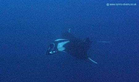 Manta - Daedulus copy
