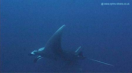 Manta2 - Daedulus
