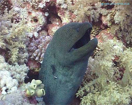 Moray - Elphinstone copy
