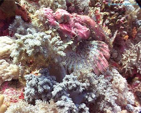 Scorpionfish01 copy
