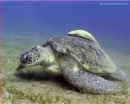 Turtle01 copy